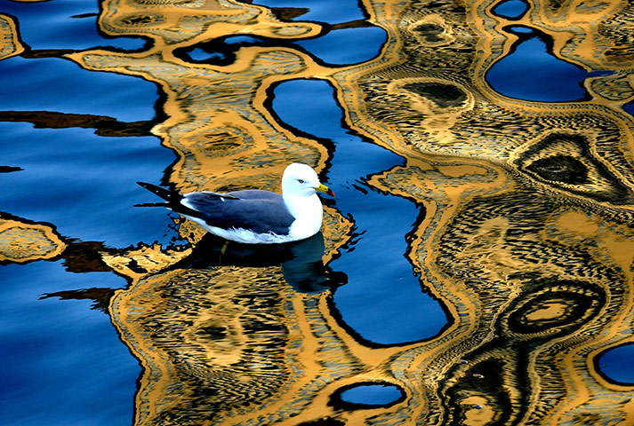 Week in wildlife: Seabirds Swim Duing The Sunset In China