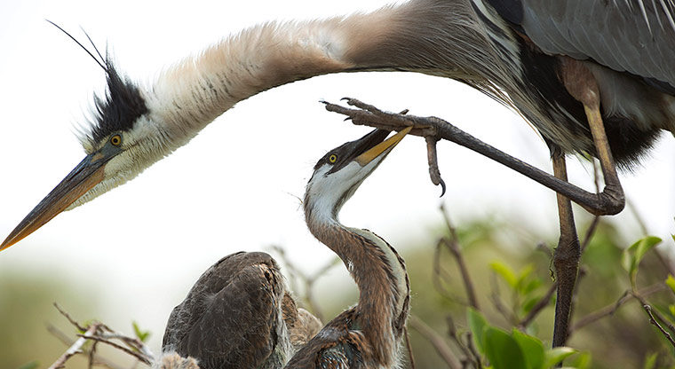 Week in wildlife: A young Great Blue Heron grabs ahold of a mature heron's foot