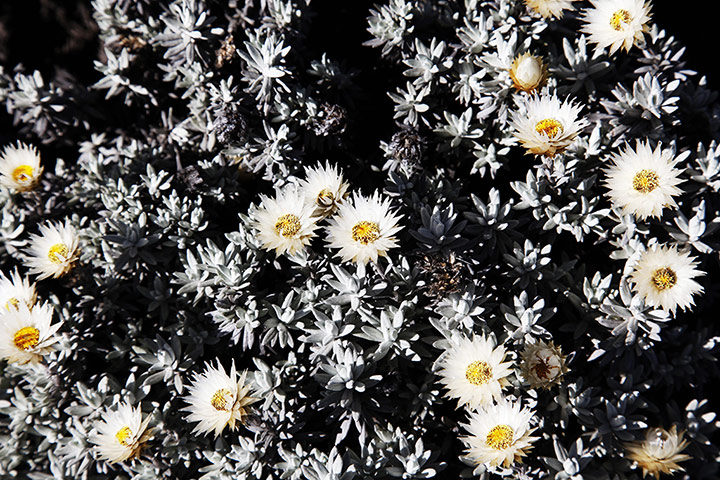 Week in wildlife: Kilimajaro Lemosho Trek