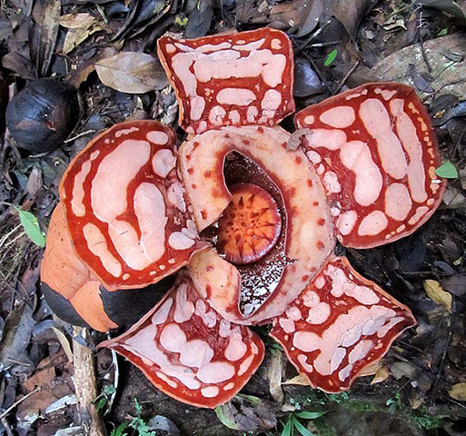 Week in wildlife: A blooming White Red Rafflesia (Rafflesia hasseltii) flower
