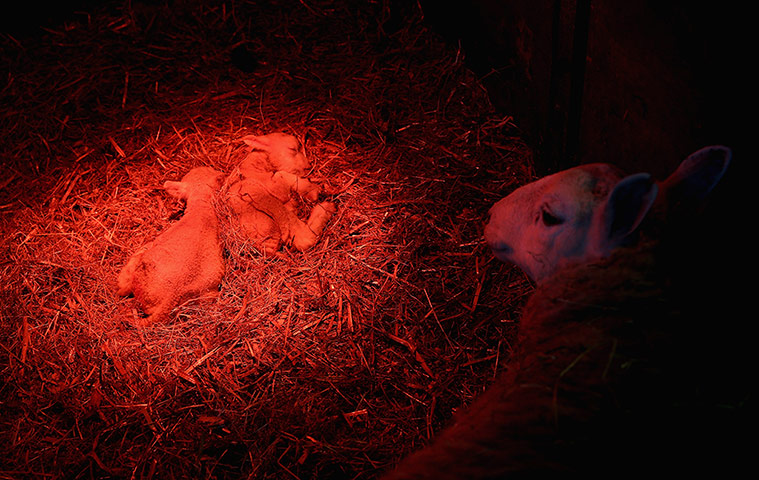 Week in wildlife: Cold Snap Means Difficult Conditions for Welsh Sheep Farmers