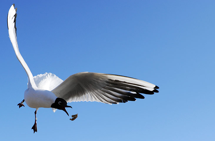 Week in wildlife: seagull  snatches a piece of bread