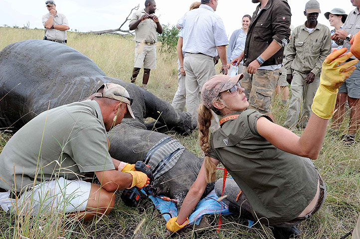 Week in Wildlife: counter the ravages of rhino poaching