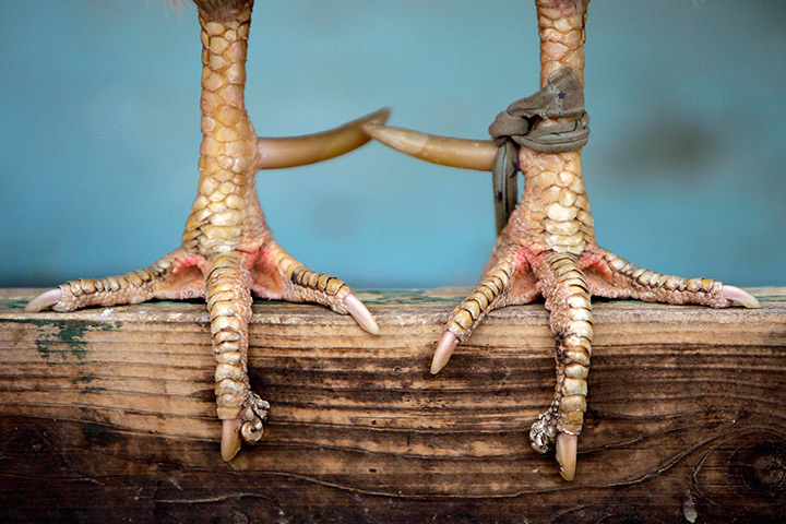24 hours in pictures: H7N9 bird flu strain in China