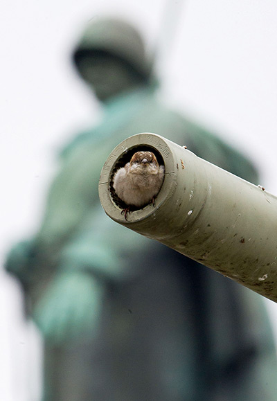24 hours in pictures: A sparrow in Berlin