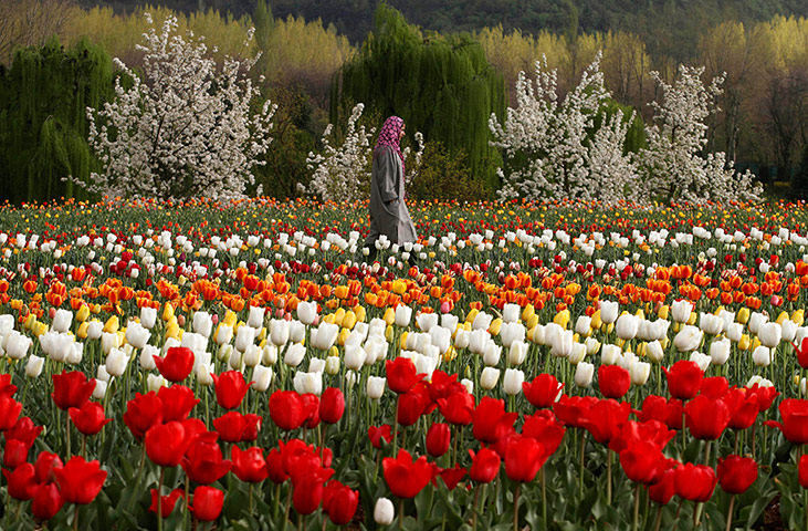 20 Photos: A Kashmiri woman in a tulip garden on the outskirts of Srinagar, India