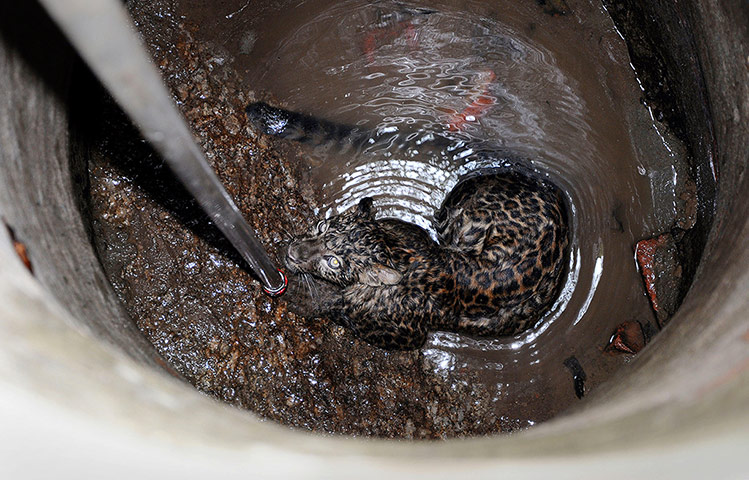 20 Photos: A leopard trapped in a well at the Kamakhya temple in Gauhati, India
