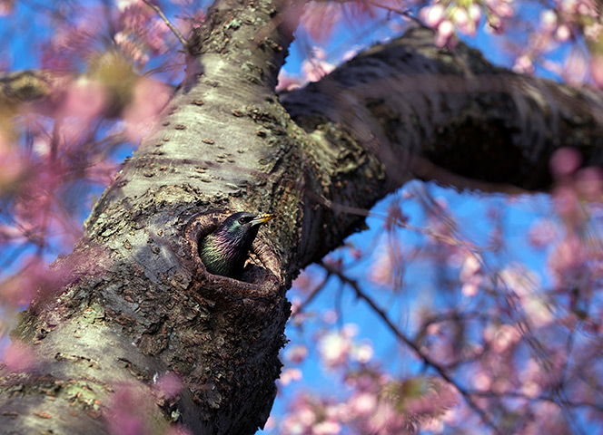 24 hours: Washington, USA: A nesting bird peeks out of a cherry tree