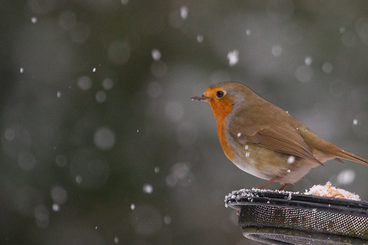 Your Pictures - April 13: robin perched on black lid with snow in foreground