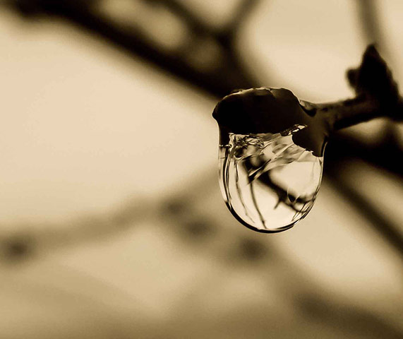 Your Pictures - April 13: sepia image of bud with droplet of water