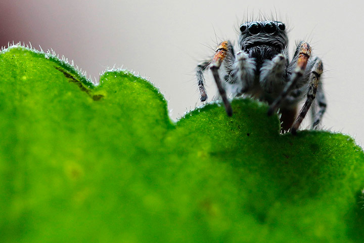 Week In wildlife: A spider is pictured on a plant in Amman