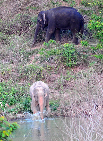 Week In wildlife: Thailand rare white elephant