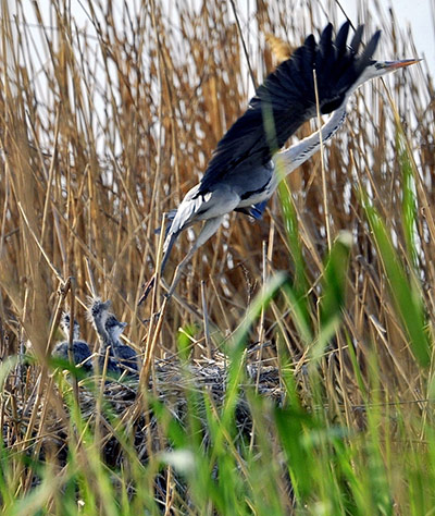 Week In wildlife: An egret flies from a nest in the Shahu Lake