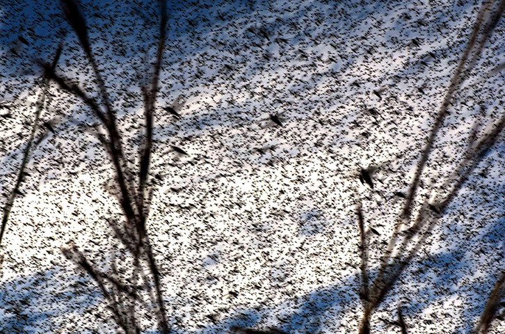 Week In wildlife: Plague of locusts flying over Mandoto Village, Ambatakazo, Madagascar 