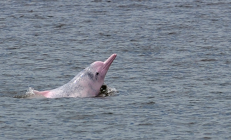 Week In wildlife: Chinese white dolphin or Indo-Pacific humpback dolphin