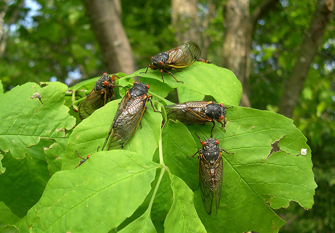 Week In wildlife: group of Magicicada septendecim cicadas in West Virginia