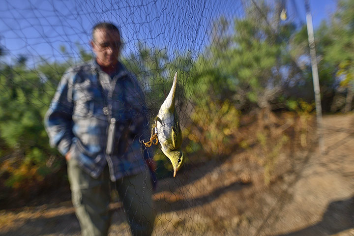 Week In wildlife: BirdLife Malta Campaign, Malta - Apr 2013