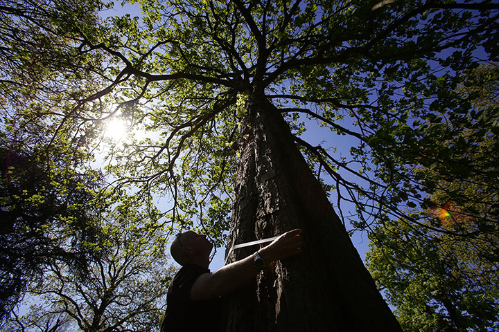 Week In wildlife: OPAL tree health survey