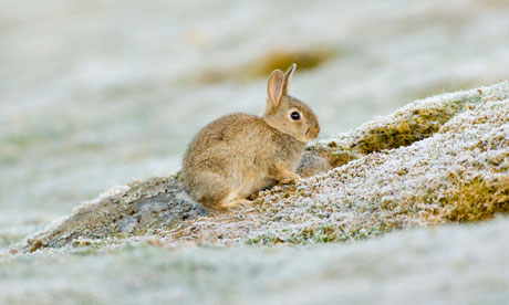 Young rabbit frosty May morning