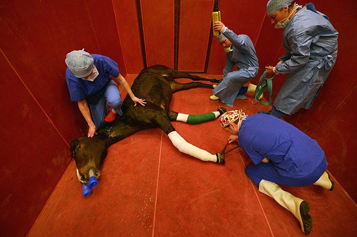 20 Photos: Veterinary Students In Training in Glasgow