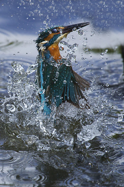 20 Photos: A kingfisher flies out of the River Salwarpe near Droitwich Spa