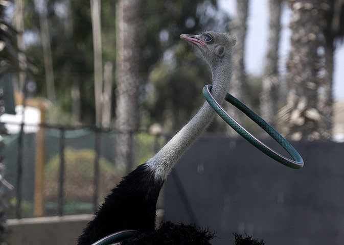 20 Photos: An ostrich catches a ring with its neck during a show in Lima