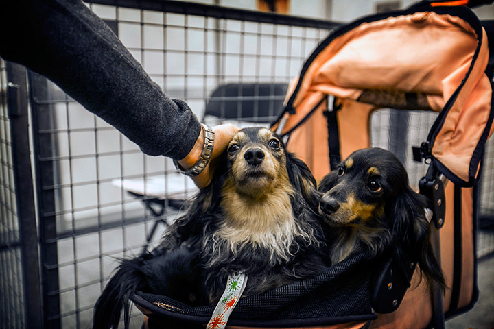 London Pet Show: Dogs