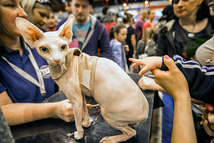 London Pet Show: Molly, an 8-month-old Canadian Sphinx cat