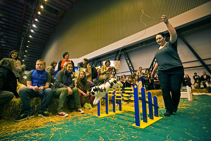 London Pet Show: A show jumping rabbit at the London Pet Show
