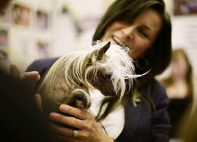 London Pet Show: Nelly, a seven-year old Chinese Crested dog 