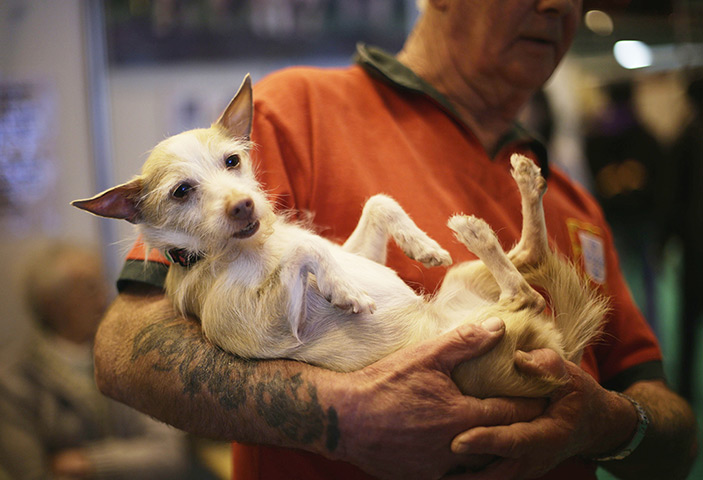 London Pet Show: Jess, a nine-year old Portuguese Podengo dog 