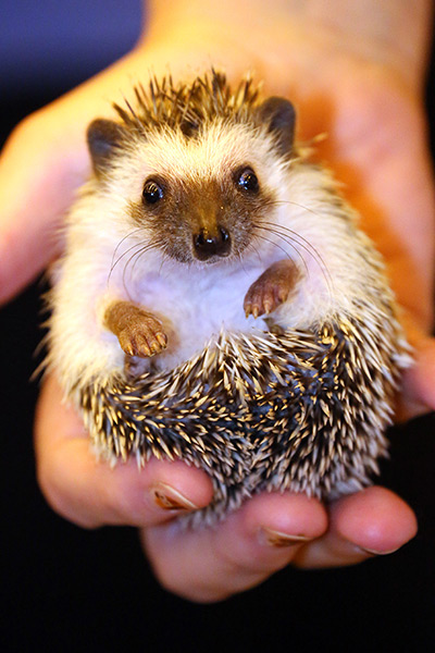 London Pet Show: Splinter, an 8-week-old hand-reared hedgehog from Hazel's Hedgehogs