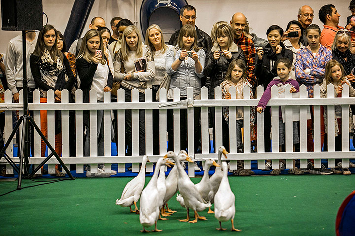 Pet show gallery: Pet show gallery