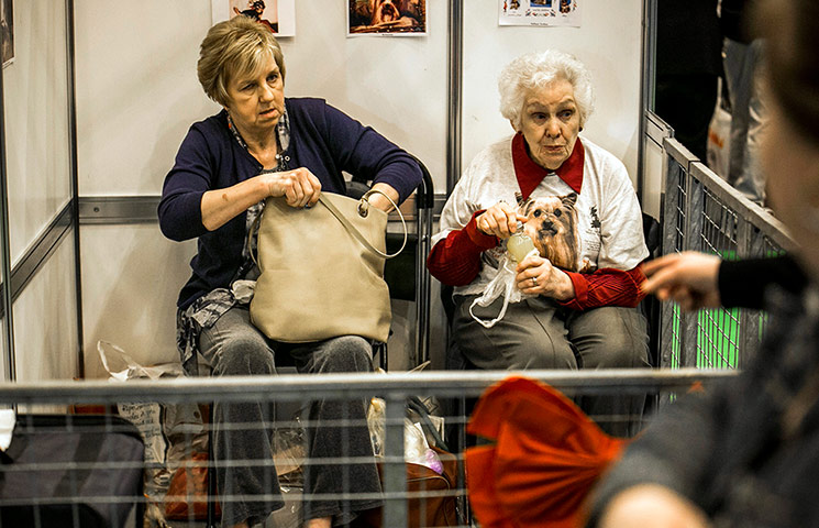Pet show gallery: Pet show gallery