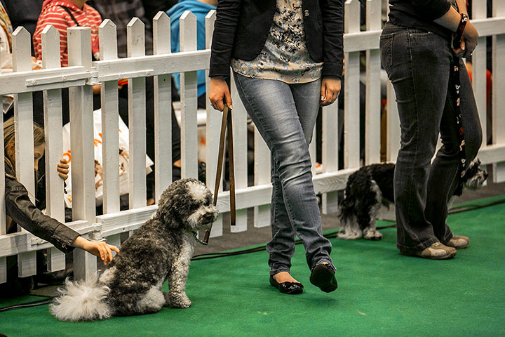 Pet show gallery: Pet show gallery