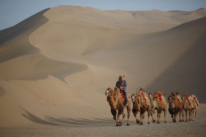 Crescent lake in China: Camels near the Yueyaquan Crescent Lake in Dunhuang, in China