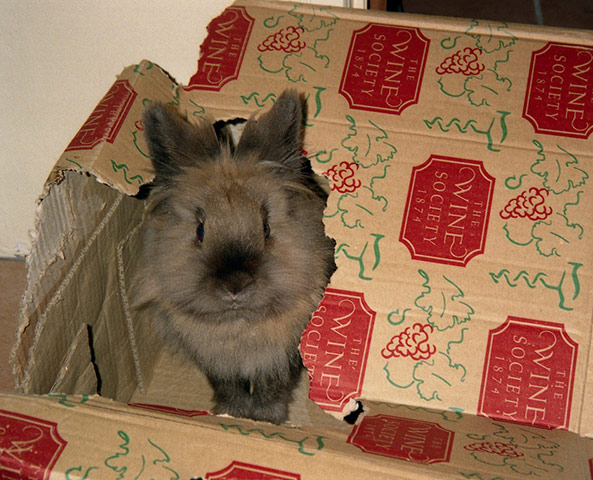Pets and boxes: Pets and boxes