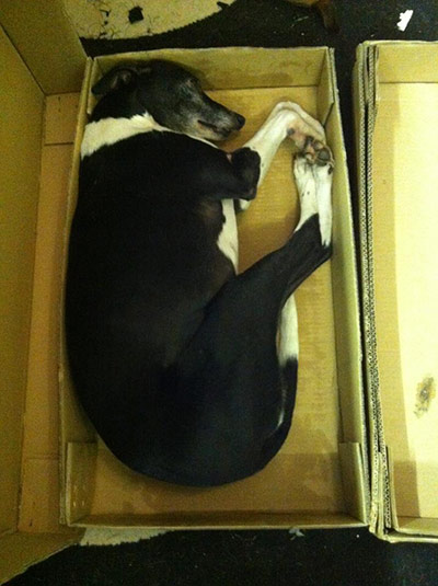 Pets and boxes: Pets and boxes