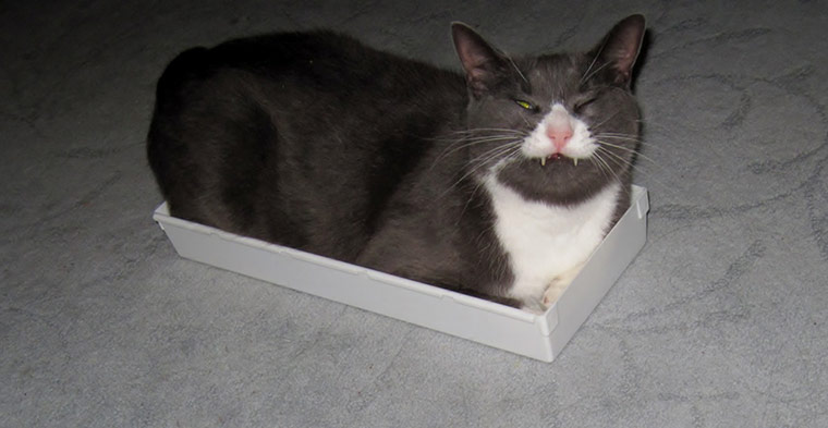 Pets and boxes: Pets and boxes