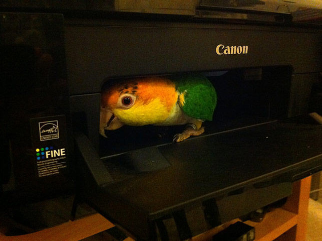 Pets and boxes: Pets and boxes