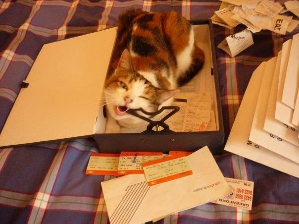 Pets and boxes: Pets and boxes