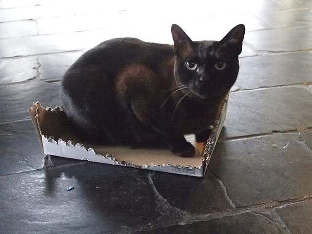 Pets and boxes: Pets and boxes