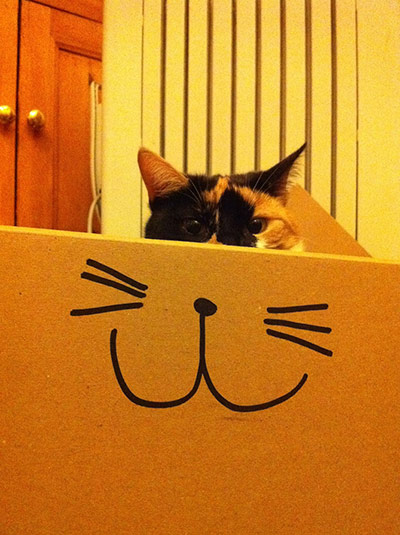 Pets and boxes: Pets and boxes