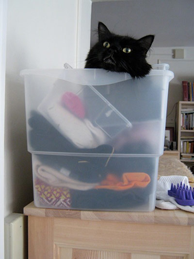 Pets and boxes: Pets and boxes