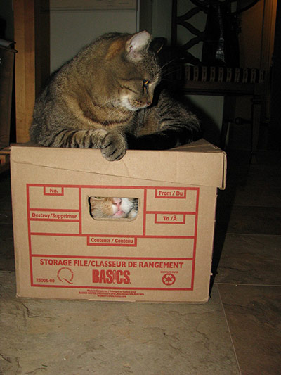 Pets and boxes: Pets and boxes