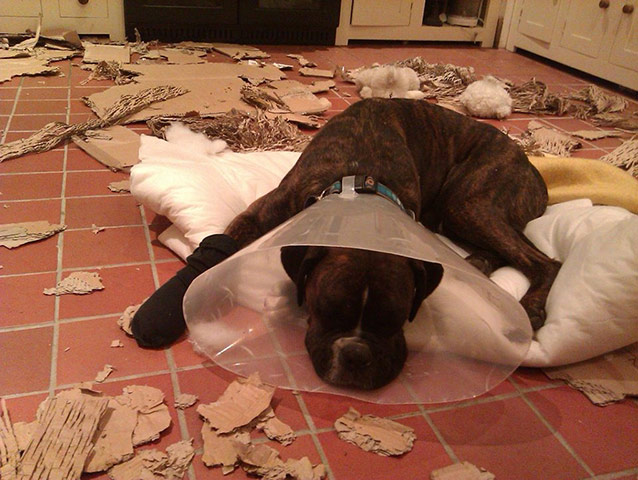 Pets and boxes: Pets and boxes