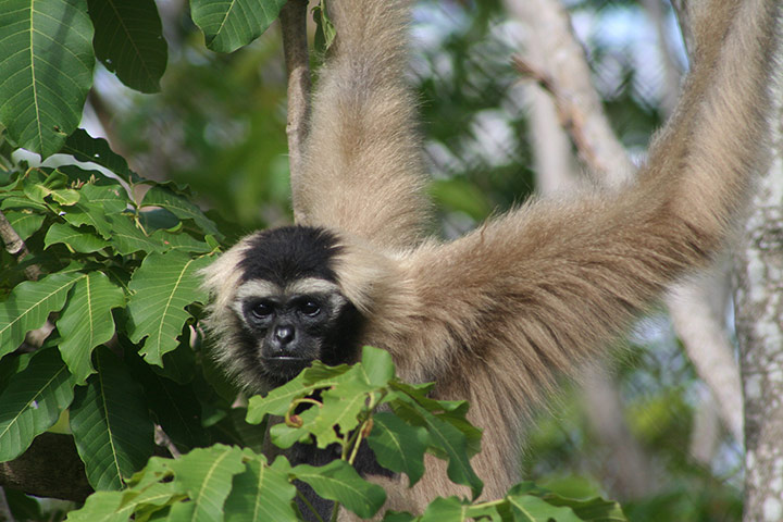 Primates of the World: Pileated Gibbon