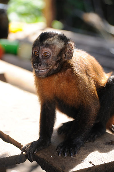 Primates of the World: Large-headed capuchin