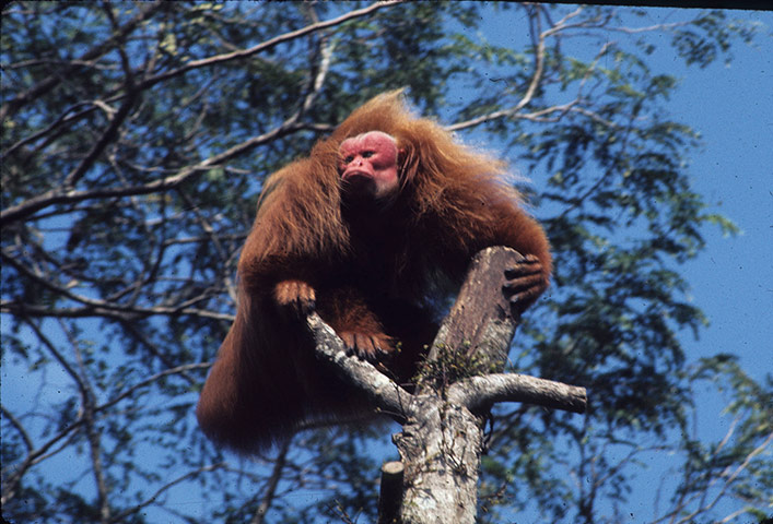 Primates of the World: Red bald-headed uakari