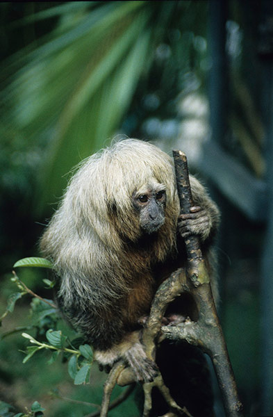 Primates of the World: Buffy saki 